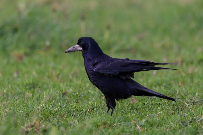 BR8A8062-Roek-Corvus-frugilegus-Rook-Saatkrahe-Corbeau-freux-Graja_1