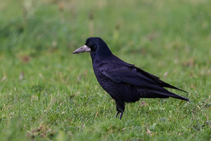 BR8A8063-Roek-Corvus-frugilegus-Rook-Saatkrahe-Corbeau-freux-Graja_1