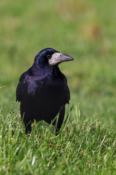 BR8A8142-Roek-Corvus-frugilegus-Rook-Saatkrahe-Corbeau-freux-Graja_1