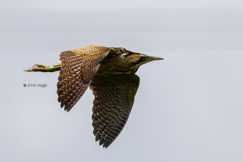 BR8A7627-Roerdomp-Botaurus-stellaris-Eurasian-Bittern-Rohrdommel-Butor-etoile-Avetoro-comun_1