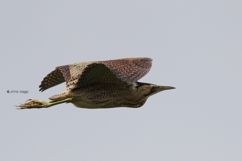 BR8A7637-Roerdomp-Botaurus-stellaris-Eurasian-Bittern-Rohrdommel-Butor-etoile-Avetoro-comun_1