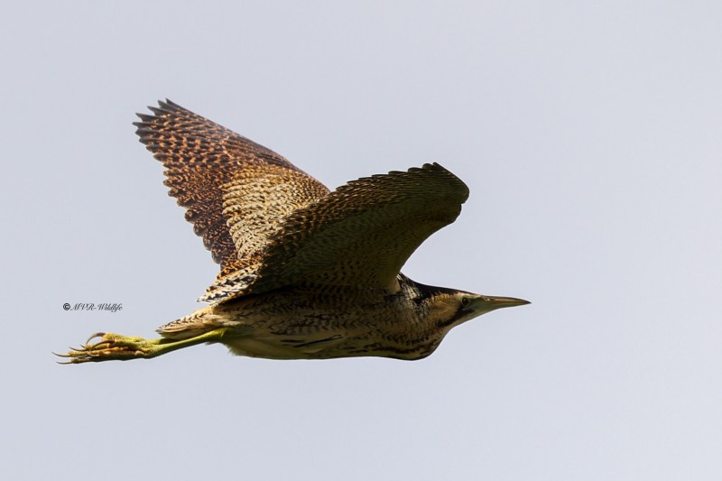 BR8A7638-Roerdomp-Botaurus-stellaris-Eurasian-Bittern-Rohrdommel-Butor-etoile-Avetoro-comun_1