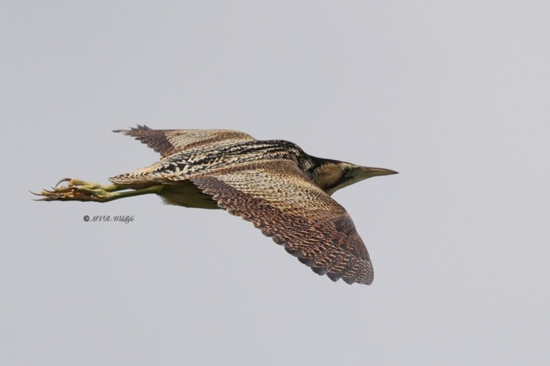 BR8A7639-Roerdomp-Botaurus-stellaris-Eurasian-Bittern-Rohrdommel-Butor-etoile-Avetoro-comun_1