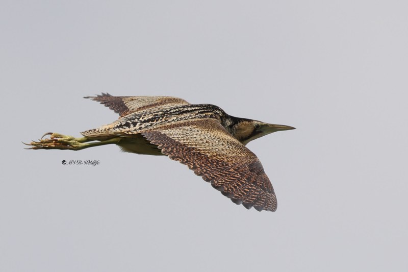 BR8A7639-Roerdomp-Botaurus-stellaris-Eurasian-Bittern-Rohrdommel-Butor-etoile-Avetoro-comun_1