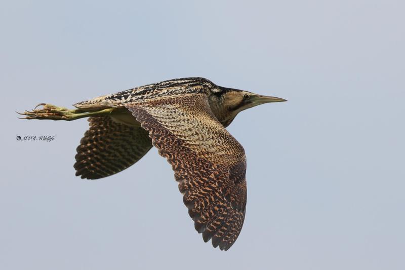 BR8A7640-Roerdomp-Botaurus-stellaris-Eurasian-Bittern-Rohrdommel-Butor-etoile-Avetoro-comun_1