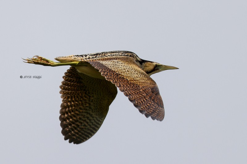 BR8A7643-Roerdomp-Botaurus-stellaris-Eurasian-Bittern-Rohrdommel-Butor-etoile-Avetoro-comun_1