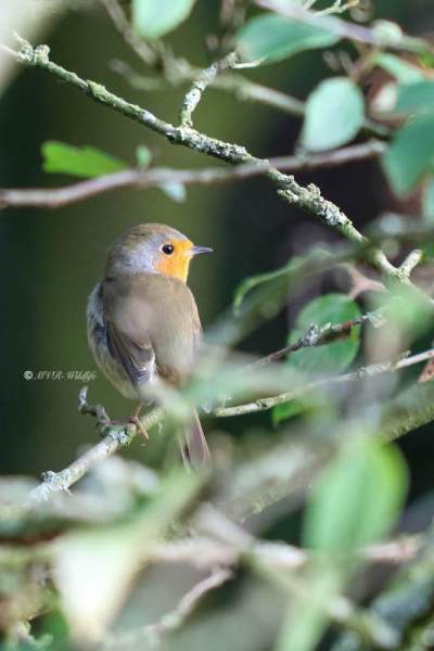 177A6468-Roodborst-European-Robin-Rotkehlchen-Rougegorge-familier-Petirrojo-europeo_1