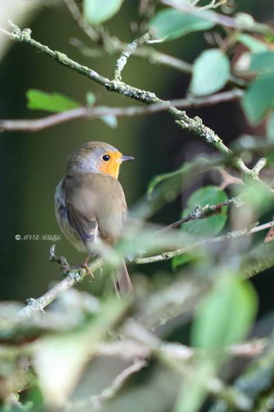 177A6468-Roodborst-European-Robin-Rotkehlchen-Rougegorge-familier-Petirrojo-europeo_1