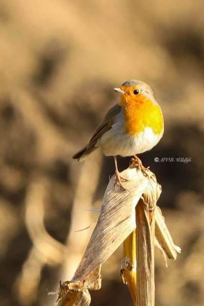 B65A1742-Roodborst-European-Robin-Rotkehlchen-Rougegorge-familier-Petirrojo-europeo_1