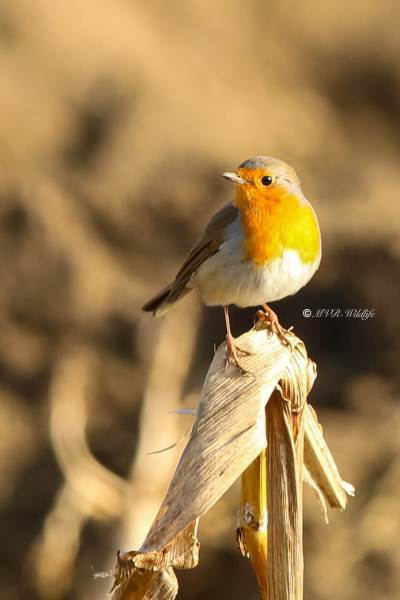 B65A1742-Roodborst-European-Robin-Rotkehlchen-Rougegorge-familier-Petirrojo-europeo_1