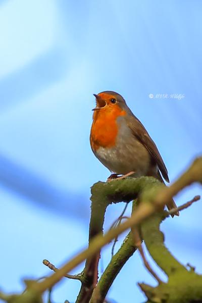 B65A2881-Roodborst-European-Robin-Rotkehlchen-Rougegorge-familier-Petirrojo-europeo_1