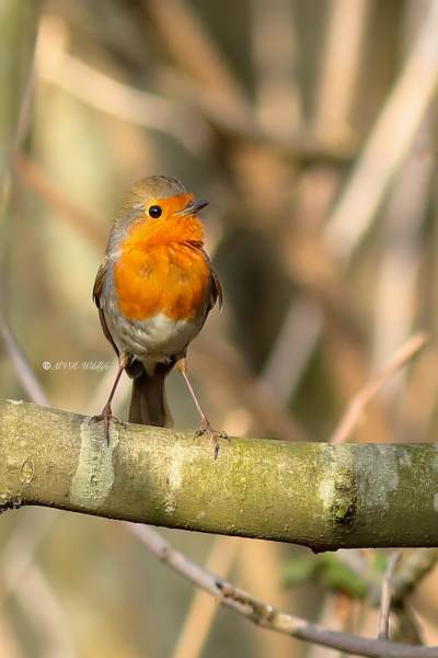 B65A7071-Roodborst-European-Robin-Rotkehlchen-Rougegorge-familier-Petirrojo-europeo_1