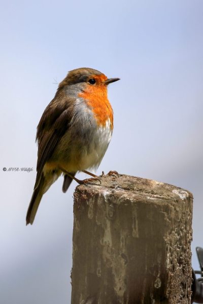 B65A8964-Roodborst-European-Robin-Rotkehlchen-Rougegorge-familier-Petirrojo-europeo_1