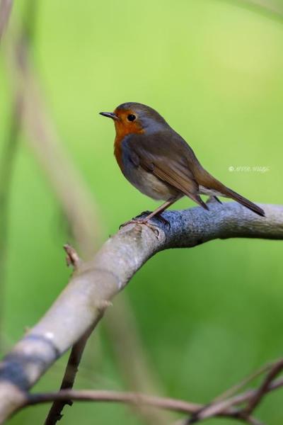 B65A9395-Roodborst-European-Robin-Rotkehlchen-Rougegorge-familier-Petirrojo-europeo_1