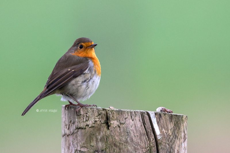 BR8A1664-Roodborst-European-Robin-Rotkehlchen-Rougegorge-familier-Petirrojo-europeo_1