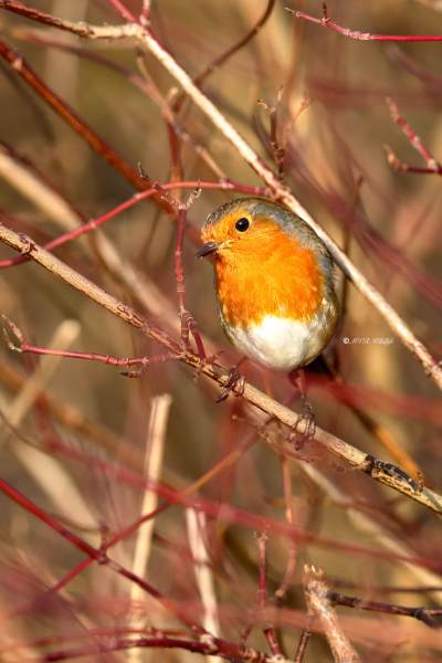 BR8A1718-Roodborst-European-Robin-Rotkehlchen-Rougegorge-familier-Petirrojo-europeo_1