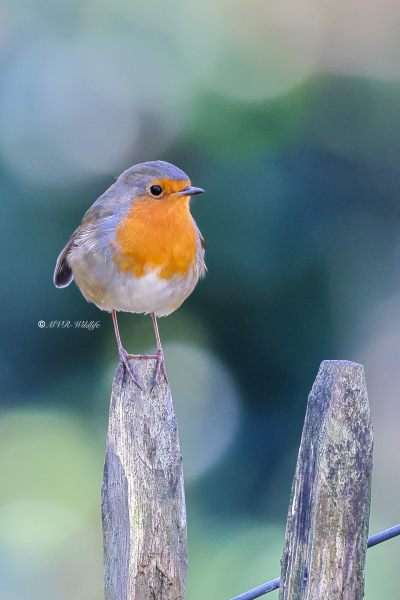 BR8A3363-Roodborst-European-Robin-Rotkehlchen-Rougegorge-familier-Petirrojo-europeo_1