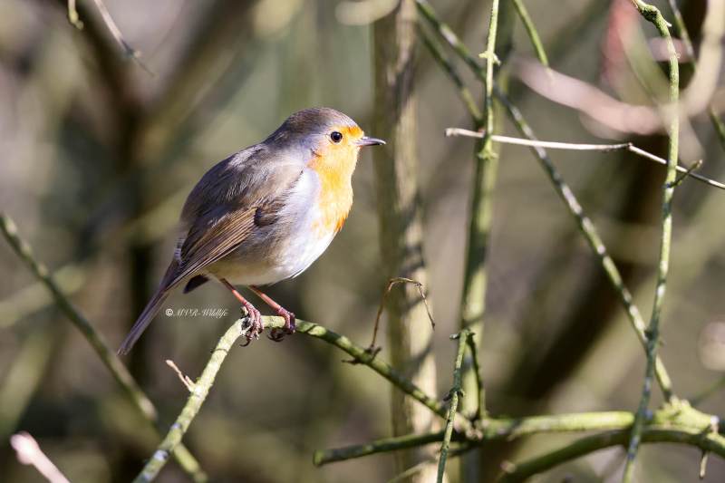BR8A3567-Roodborst-European-Robin-Rotkehlchen-Rougegorge-familier-Petirrojo-europeo_1