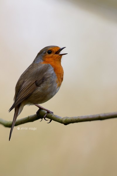 BR8A3626-Roodborst-European-Robin-Rotkehlchen-Rougegorge-familier-Petirrojo-europeo_1