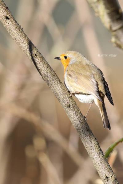 BR8A3763-Roodborst-European-Robin-Rotkehlchen-Rougegorge-familier-Petirrojo-europeo_1