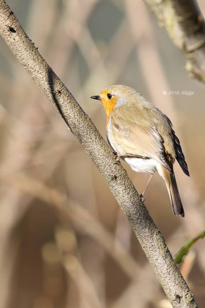 BR8A3763-Roodborst-European-Robin-Rotkehlchen-Rougegorge-familier-Petirrojo-europeo_1