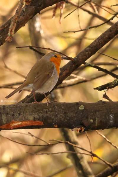 BR8A4735-Roodborst-European-Robin-Rotkehlchen-Rougegorge-familier-Petirrojo-europeo_1