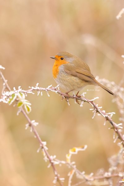 BR8A4980-Roodborst-European-Robin-Rotkehlchen-Rougegorge-familier-Petirrojo-europeo_1