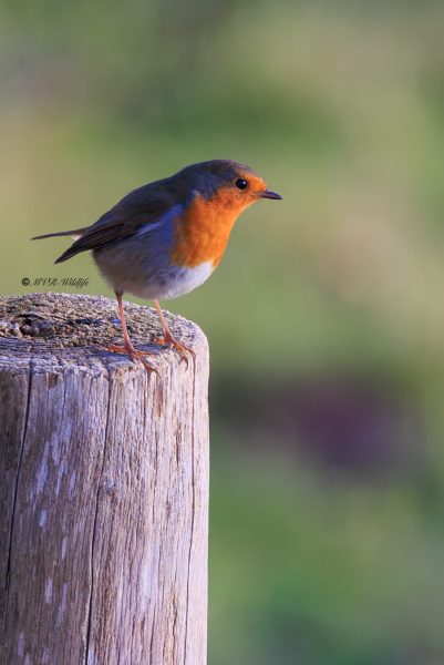 BR8A9079-Roodborst-European-Robin-Rotkehlchen-Rougegorge-familier-Petirrojo-europeo_1