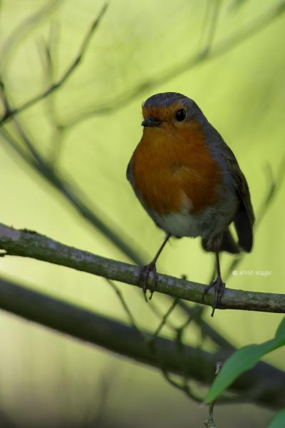 BR8A9660-Roodborst-European-Robin-Rotkehlchen-Rougegorge-familier-Petirrojo-europeo_1