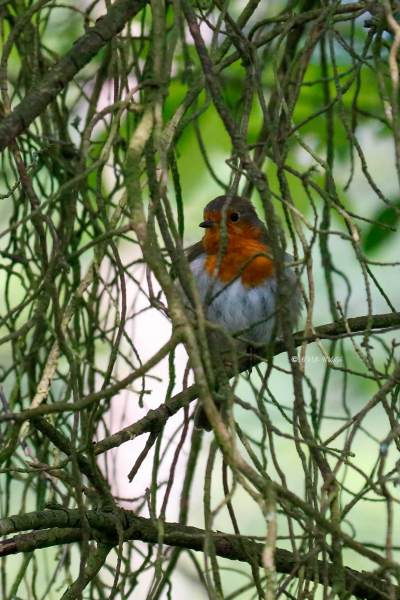 MG_5030-Roodborst-European-Robin-Rotkehlchen-Rougegorge-familier-Petirrojo-europeo_1