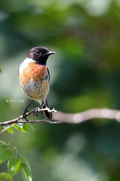 A34I0338-Roodborsttapuit-European-Stonechat-Schwarzkehlchen-Traquet-Patre-Tarabilla-Comun_1