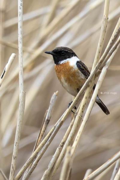 B65A1410-Roodborsttapuit-European-Stonechat-Schwarzkehlchen-Traquet-Patre-Tarabilla-Comun_1