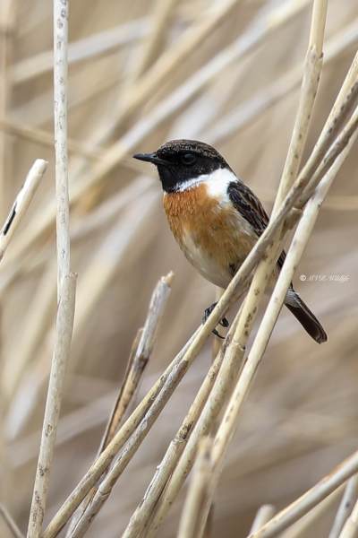 B65A1410-Roodborsttapuit-European-Stonechat-Schwarzkehlchen-Traquet-Patre-Tarabilla-Comun_1