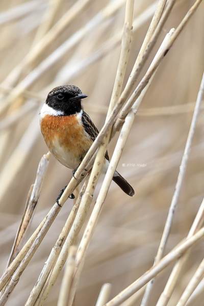 B65A1417-Roodborsttapuit-European-Stonechat-Schwarzkehlchen-Traquet-Patre-Tarabilla-Comun_1