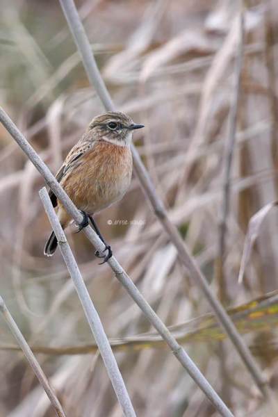 BR8A0047-Roodborsttapuit-European-Stonechat-Schwarzkehlchen-Traquet-Patre-Tarabilla-Comun_1