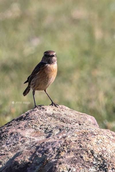 BR8A0282-Roodborsttapuit-European-Stonechat-Schwarzkehlchen-Traquet-Patre-Tarabilla-Comun_1