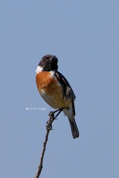 BR8A0639-Roodborsttapuit-European-Stonechat-Schwarzkehlchen-Traquet-Patre-Tarabilla-Comun_1