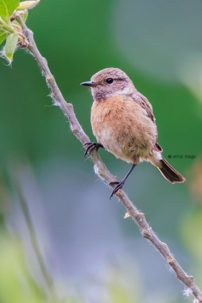 BR8A1004-Roodborsttapuit-European-Stonechat-Schwarzkehlchen-Traquet-Patre-Tarabilla-Comun_1