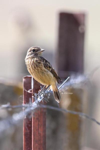 BR8A1056-Roodborsttapuit-European-Stonechat-Schwarzkehlchen-Traquet-Patre-Tarabilla-Comun_1