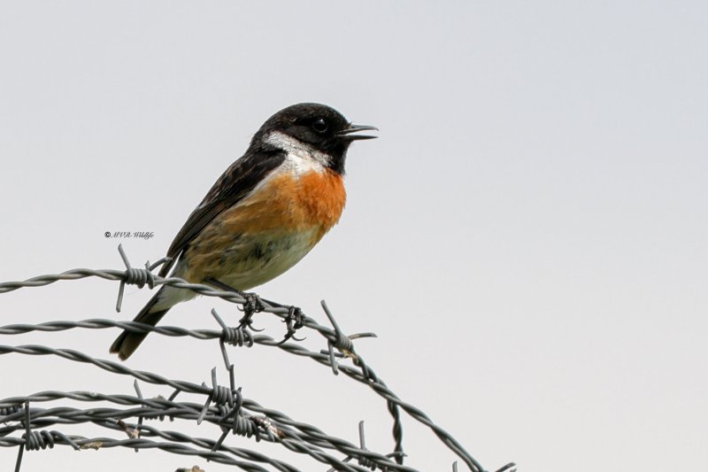 BR8A1792-Roodborsttapuit-European-Stonechat-Schwarzkehlchen-Traquet-Patre-Tarabilla-Comun_1