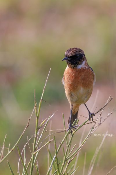BR8A3963-Roodborsttapuit-European-Stonechat-Schwarzkehlchen-Traquet-Patre-Tarabilla-Comun_1