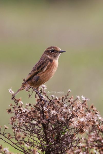 BR8A4258-Roodborsttapuit-European-Stonechat-Schwarzkehlchen-Traquet-Patre-Tarabilla-Comun_1
