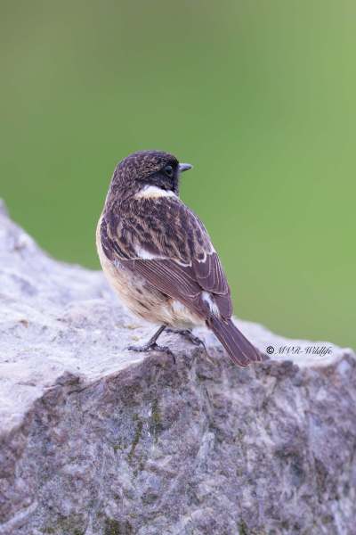 BR8A4528-Roodborsttapuit-European-Stonechat-Schwarzkehlchen-Traquet-Patre-Tarabilla-Comun_1
