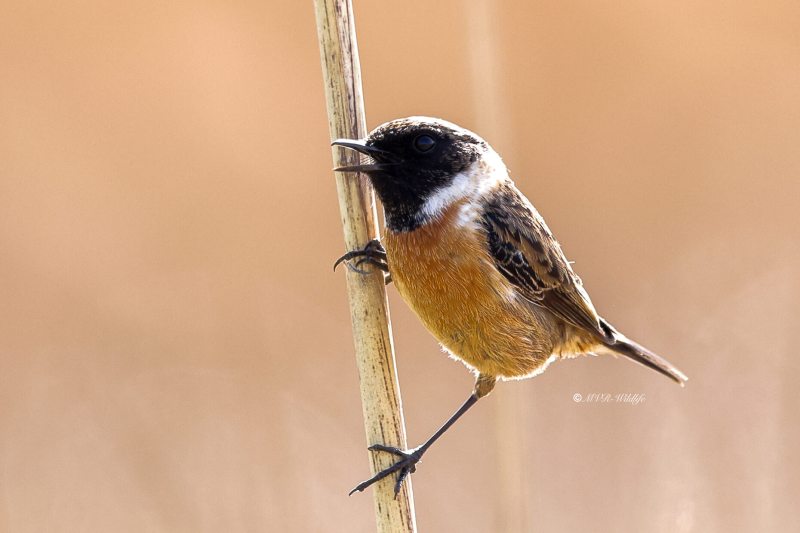 BR8A5246-Roodborsttapuit-European-Stonechat-Schwarzkehlchen-Traquet-Patre-Tarabilla-Comun_1