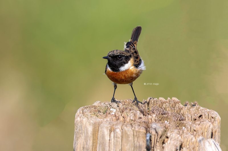 BR8A5274-Roodborsttapuit-European-Stonechat-Schwarzkehlchen-Traquet-Patre-Tarabilla-Comun_1