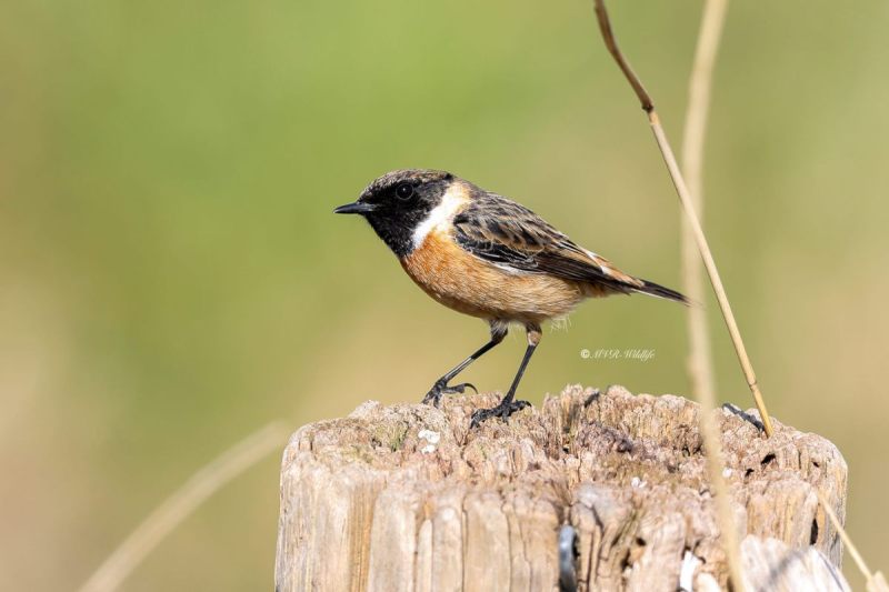 BR8A5278-Roodborsttapuit-European-Stonechat-Schwarzkehlchen-Traquet-Patre-Tarabilla-Comun_1