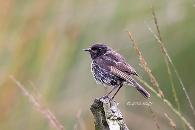 BR8A5387-Roodborsttapuit-European-Stonechat-Schwarzkehlchen-Traquet-Patre-Tarabilla-Comun_1