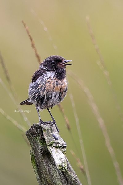 BR8A5426-Roodborsttapuit-European-Stonechat-Schwarzkehlchen-Traquet-Patre-Tarabilla-Comun_1