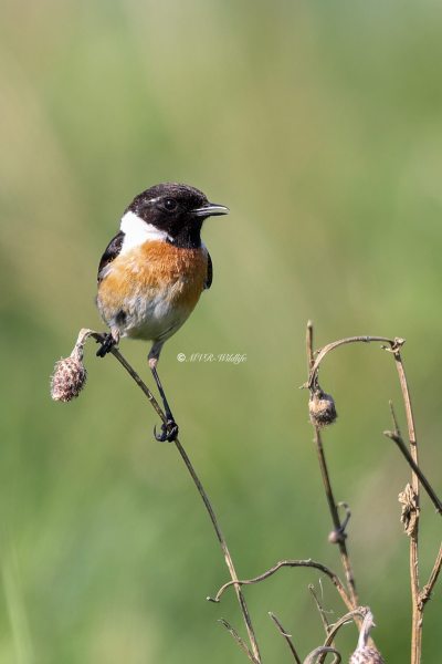 BR8A6885-Roodborsttapuit-European-Stonechat-Schwarzkehlchen-Traquet-Patre-Tarabilla-Comun_1