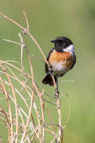 BR8A7033-Roodborsttapuit-European-Stonechat-Schwarzkehlchen-Traquet-Patre-Tarabilla-Comun_1